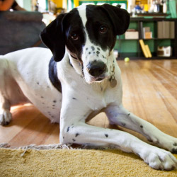 DogWatch of Cedar Rapids, Cedar Rapids, Iowa | Indoor Pet Boundaries Contact Us Image