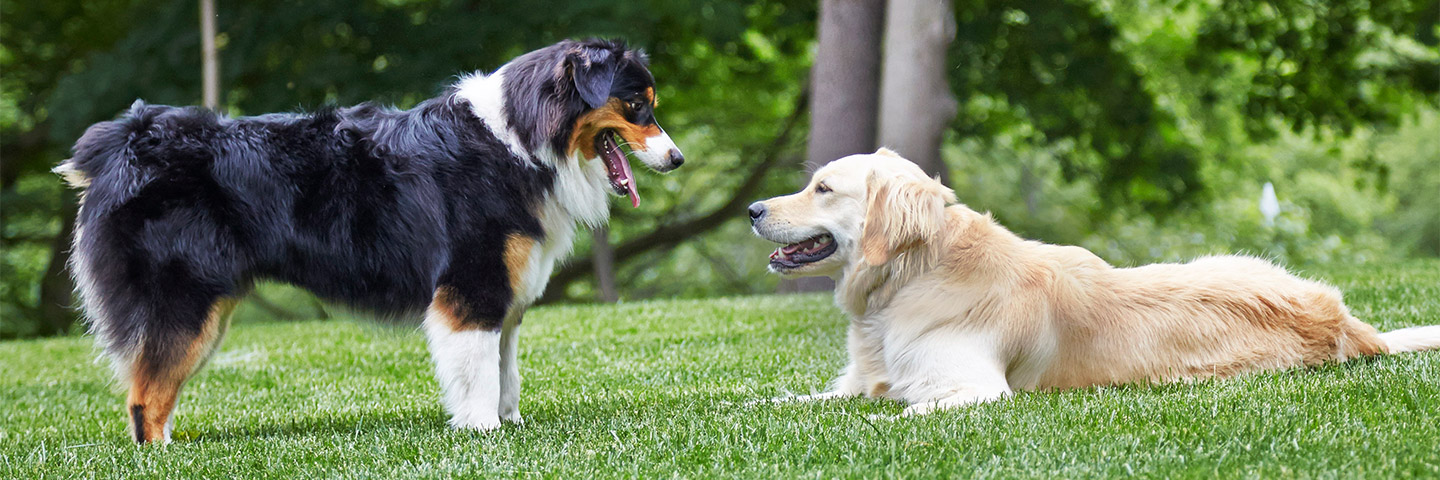 DogWatch of Cedar Rapids, Cedar Rapids, Iowa | Outdoor Hidden Dog Fences Slider Image