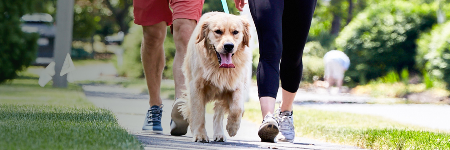 DogWatch of Cedar Rapids, Cedar Rapids, Iowa | SideWalker Leash Trainer Slider Image