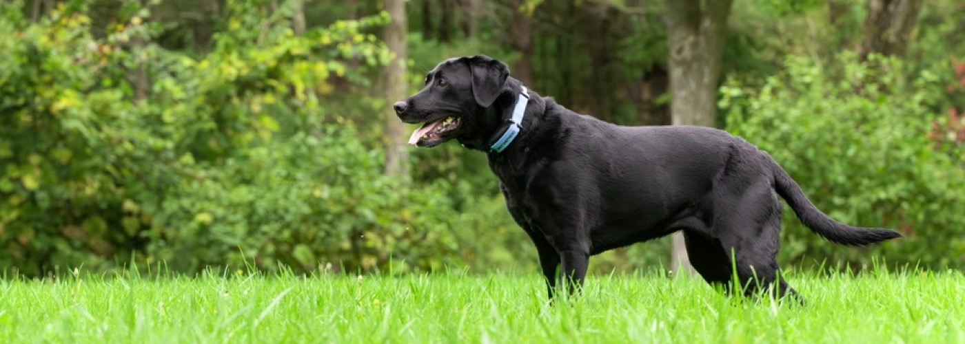 DogWatch of Cedar Rapids, Cedar Rapids, Iowa | SkyShepherd GPS  Dog Fence Slider Image